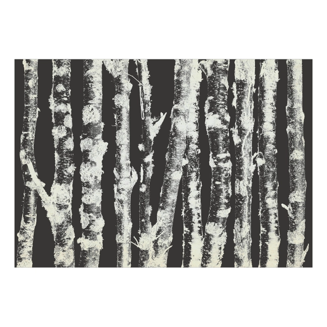 Fototapeta - las drzewa brzozy czarno-białe dostojne brzozy - drugi wariant
